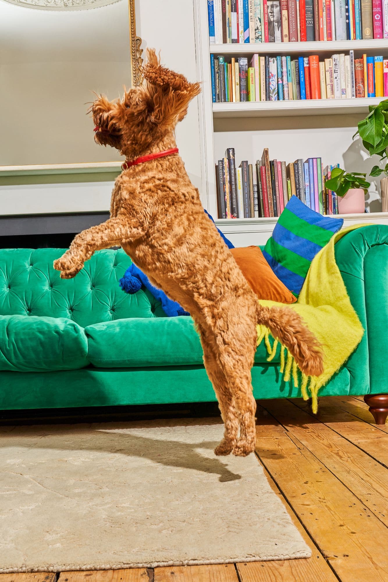 A curly-haired dog leaping with excitement in a living room